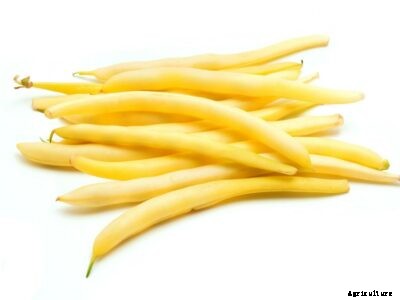 Cherokee Wax Bean Plant Info – How To Grow Cherokee Wax Beans