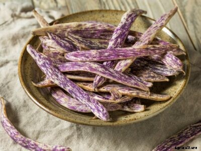 Dragon Tongue Bean Plant Care – How To Grow Dragon Tongue Beans