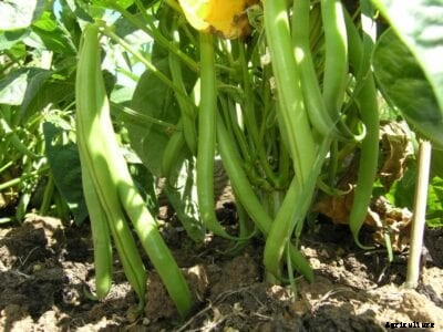 Harvester Bean Variety – How To Grow Harvester Bush Beans
