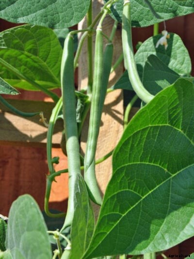 Blue Lake Bean Variety – Tips For Growing Blue Lake Green Beans