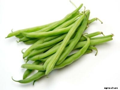 Half-Runner Bean Info – Learn About Planting Half-Runner Beans