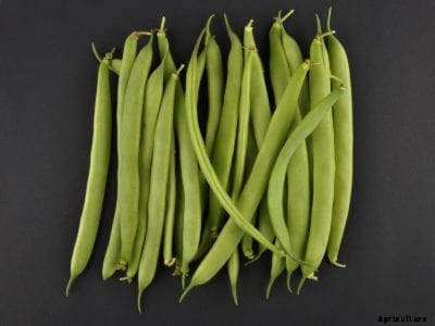 How To Grow Green Crop Beans: Caring For Green Crop Bush Beans