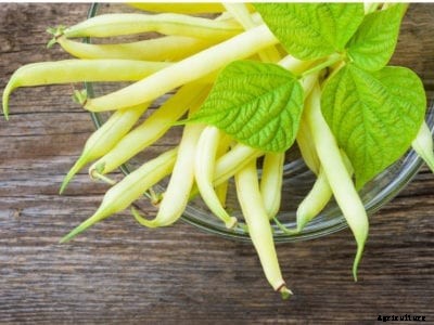 Planting Yellow Wax Beans: Growing Yellow Wax Bean Varieties