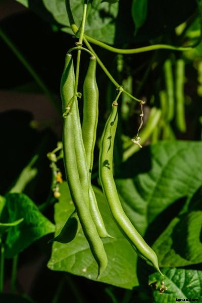 Bountiful Bean Facts – How To Grow Bountiful Heirloom Beans