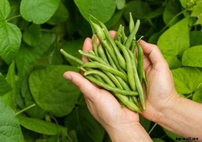 Tendercrop Green Beans: How To Plant Tendercrop Beans