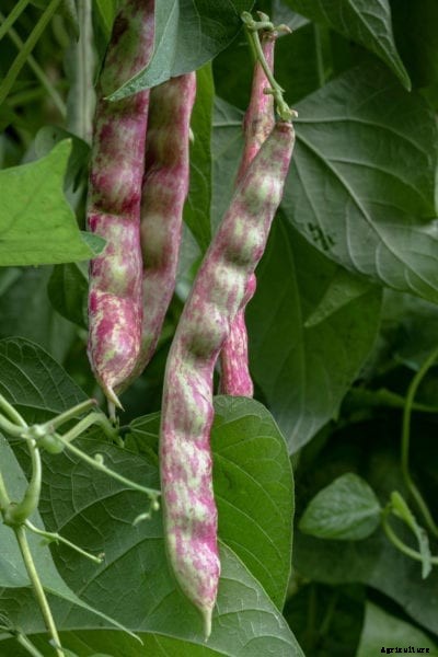 Horticultural Bean Plants – Learn About Growing Horticultural Beans