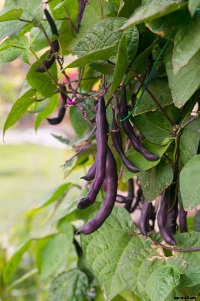 Purple Pod Garden Bean: How To Grow Royalty Purple Pod Bush Beans