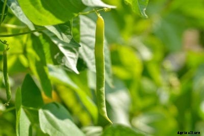 National Bean Day: Learn About The History Of Green Beans