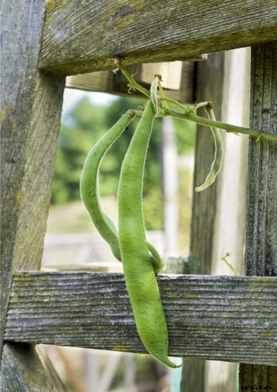 What Is A Bean House: Learn How To Grow A House Made Of Beans