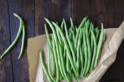 Indoor Bean Care Guide: Can You Grow Beans Inside