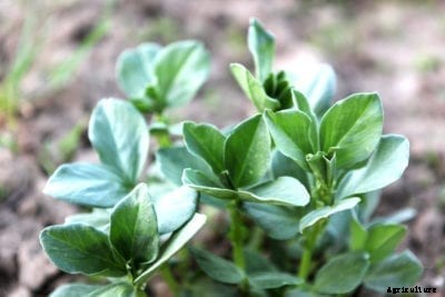 Growing Fava Greens: Eating The Tops Of Broad Beans