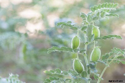 Garbanzo Bean Information – Learn How To Grow Chickpeas At Home