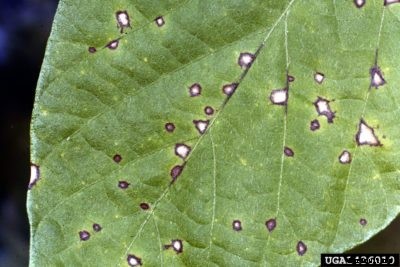 Leaf Spot On Beans: How To Control Cercospora Leaf Spot In Beans