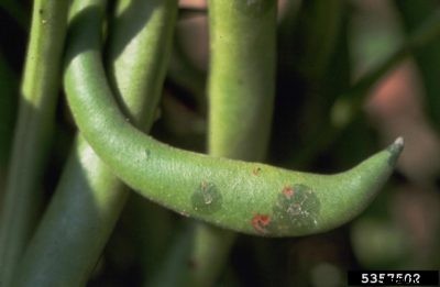 What Are Causes Of Halo Blight: Treating Halo Blight On Bean Plants