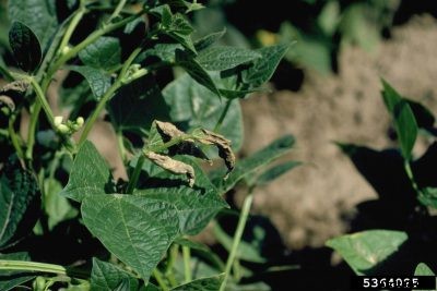 What Is Bean Sunscald: Managing Symptoms Of Sunscald In Bean Plants