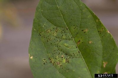Rust Spots On Bean Plants: How To Treat Rust Fungus On Beans