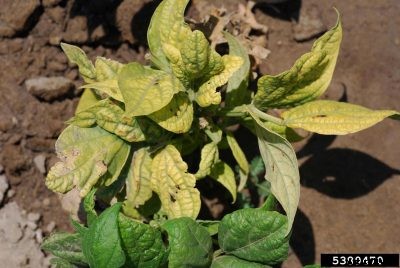 Curly Top Virus Control: What Is Curly Top Virus Of Bean Plants