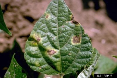 Bacterial Bean Diseases: Controlling Common Bacterial Blight Of Beans