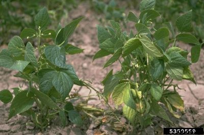 Fungal Diseases Of Beans: Tips For Treating Root Rot In Bean Plants