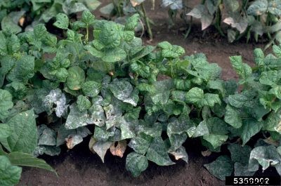 Powdery Mildew In Beans: How To Control Powdery Mildew On Beans