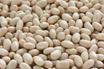 What Is A Navy Bean: How To Grow Navy Bean Plants