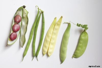 Bean Plant Varieties: Different Bean Types For The Garden