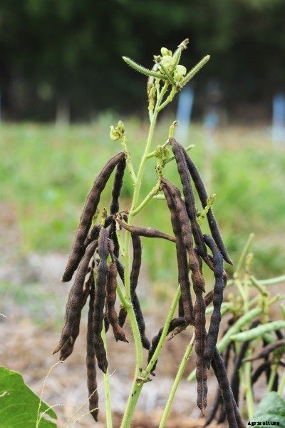Mung Beans Information – Learn How To Grow Mung Beans