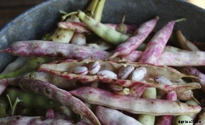 How to Grow Pinto Beans: Care And Harvesting Of Pintos