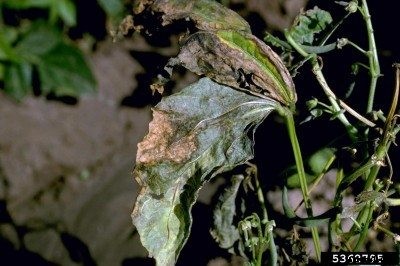 Bean Bacterial Wilt Treatment – Learn About Bacterial Wilt In Beans