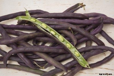 Types Of Purple Hull Peas – Learn How To Grow Purple Hull Peas