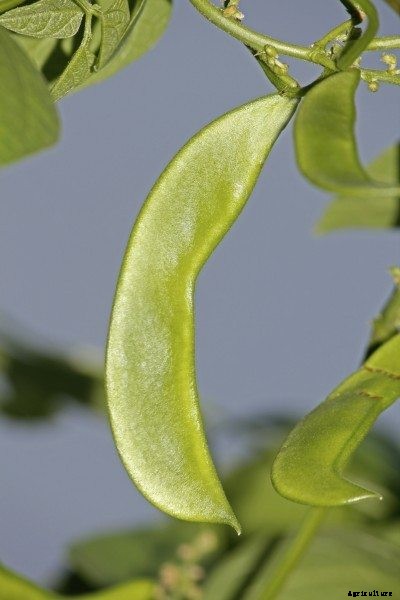 Lima Bean Problems: What To Do When Lima Pods Are Empty