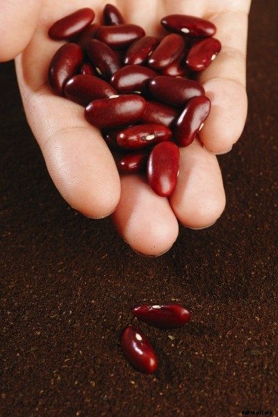 Care Of Kidney Beans – Learn How To Grow Kidney Beans