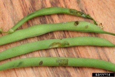 Organic Beetle Control: How To Keep Beetles From Green Beans Naturally