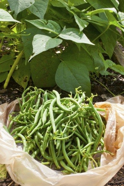 My Beans Are Fibrous: What To Do If Beans Are Tough And Stringy