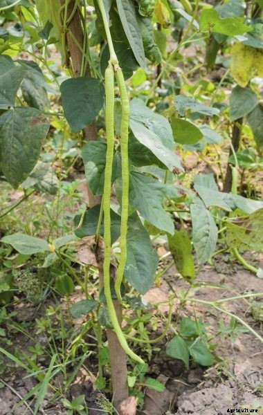 Chinese Long Beans: Tips On Growing Yard Long Bean Plants