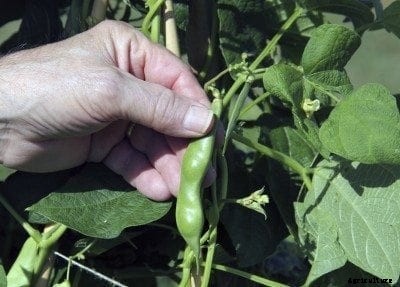 Beans Too Small: Reasons For Stunted Bean Plants And Pods