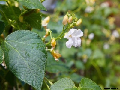 No Bean Flowers: How To Get A Bean Plant To Bloom