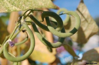 Bent Snap Beans: Reasons Why Bean Pods Curl While Growing