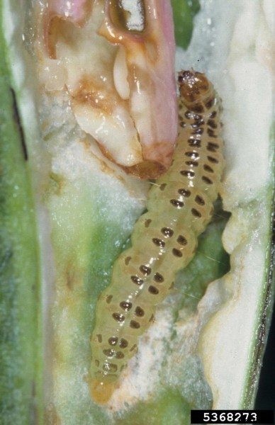 Common Stem And Pod Borer Pests In Beans