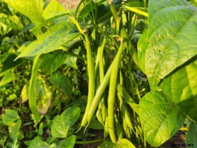 Fall Bean Crops: Tips On Growing Green Beans In Fall
