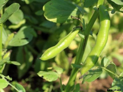 Fava Bean Planting – How To Grow Fava Beans In The Garden