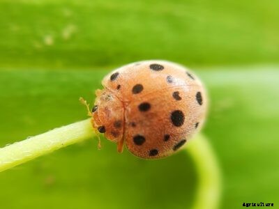 Mexican Bean Beetle Control: How To Keep Bean Beetles Off Plants