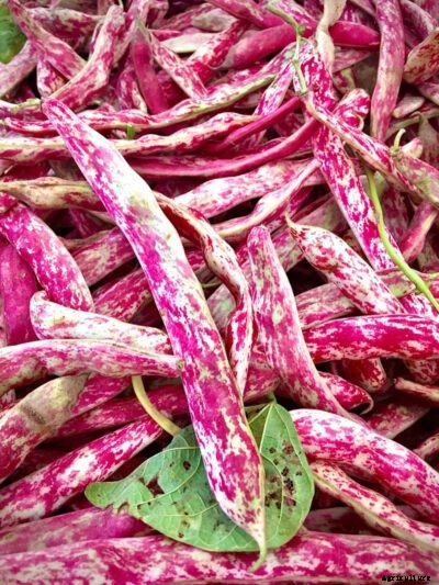 What Are Cranberry Beans: Planting Cranberry Bean Seeds