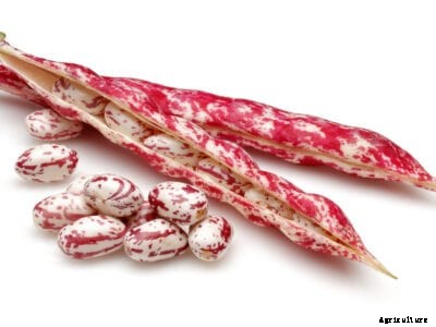 Saving Bean Seeds: How And When To Harvest Bean Seeds