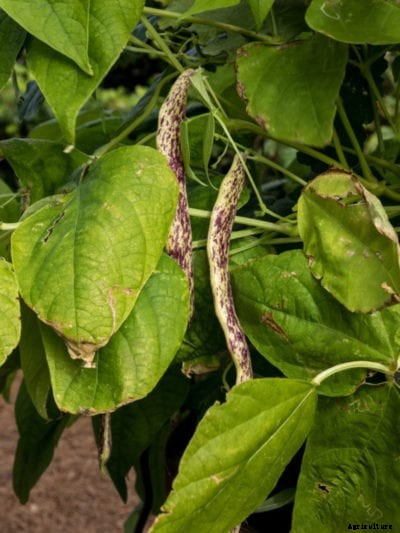 Helping Garden Beans With Yellow Leaves – What Causes Yellow Leaves On Beans