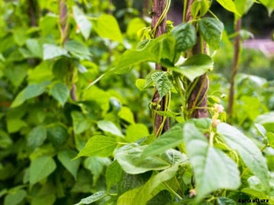 Planting Pole Beans: How To Grow Pole Beans