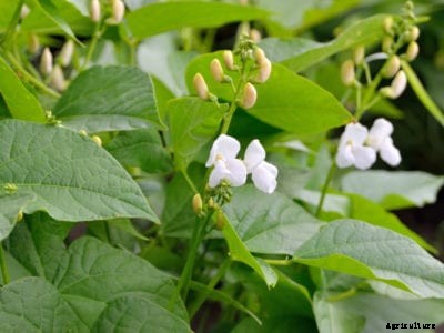 Bean Blossom Problems: Reason For Bean Blossoms Falling Off Without Making Pods