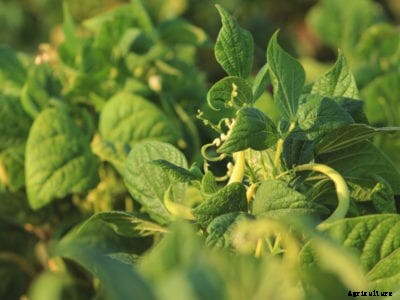 Planting Bush Beans – How To Grow Bush Type Beans