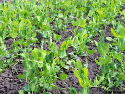 Organic Gardening Soil Inoculants – Benefits Of Using A Legume Inoculant