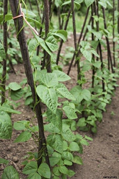 Pole Bean Supports: How To Stake Up Pole Beans